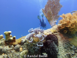 This shot was taken with a Seslife micro 3.0 at 15ft off ... by Randal Bedel 